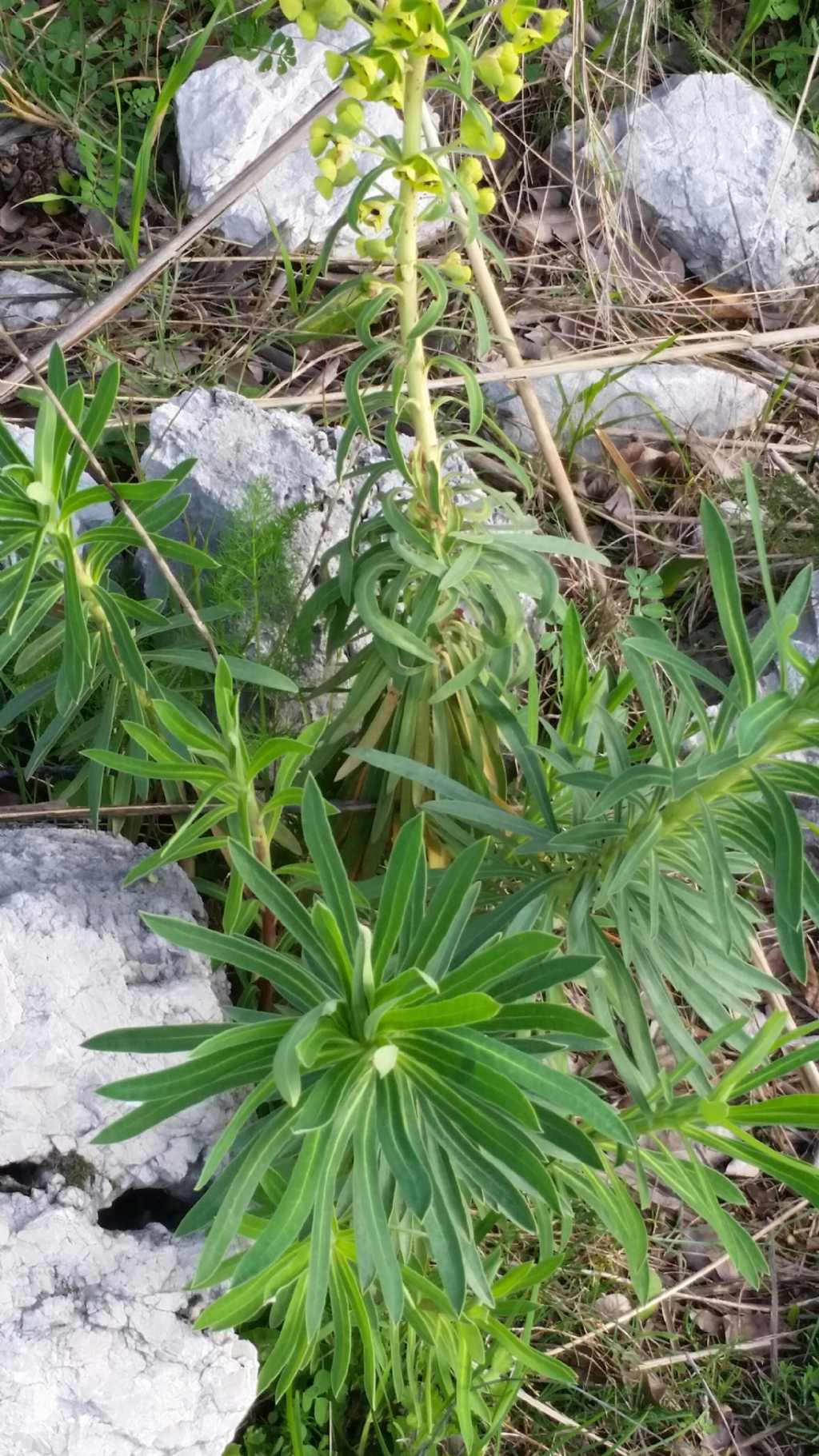 Euphorbia characias L.  (Euphorbiaceae)